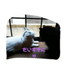 仲良し猫ちゃんファミリー3（個別スタンプ：15）