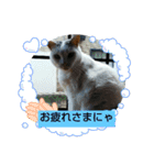 仲良し猫ちゃんファミリー3（個別スタンプ：16）