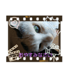 仲良し猫ちゃんファミリー3（個別スタンプ：18）