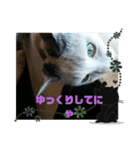 仲良し猫ちゃんファミリー3（個別スタンプ：19）