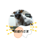 仲良し猫ちゃんファミリー3（個別スタンプ：20）