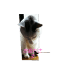 仲良し猫ちゃんファミリー3（個別スタンプ：21）