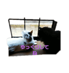 仲良し猫ちゃんファミリー3（個別スタンプ：24）