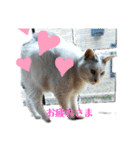 仲良し猫ちゃんファミリー3（個別スタンプ：26）