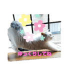 仲良し猫ちゃんファミリー3（個別スタンプ：27）