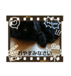 仲良し猫ちゃんファミリー3（個別スタンプ：28）