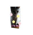 仲良し猫ちゃんファミリー3（個別スタンプ：29）