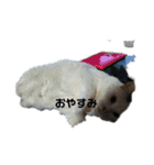 仲良し猫ちゃんファミリー3（個別スタンプ：32）