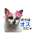 にぼ氏（個別スタンプ：5）