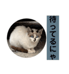 にぼ氏（個別スタンプ：6）