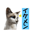 にぼ氏（個別スタンプ：8）