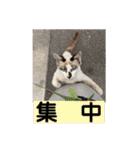にぼ氏（個別スタンプ：14）