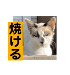 にぼ氏（個別スタンプ：18）