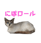 にぼ氏（個別スタンプ：30）