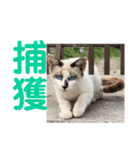 にぼ氏（個別スタンプ：31）