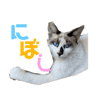 にぼ氏（個別スタンプ：32）