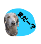 いぬの日常 ワイマラナー（個別スタンプ：3）