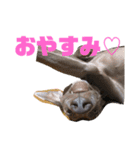 いぬの日常 ワイマラナー（個別スタンプ：8）