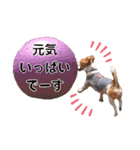 ジャックのロッタちゃん☆3（個別スタンプ：4）