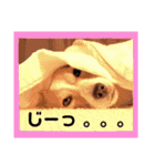 ジャックのロッタちゃん☆3（個別スタンプ：13）