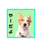 ジャックのロッタちゃん☆3（個別スタンプ：19）