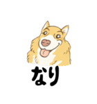 名犬きららとゆかいな仲間たち（個別スタンプ：1）