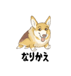名犬きららとゆかいな仲間たち（個別スタンプ：3）