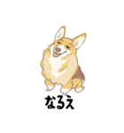 名犬きららとゆかいな仲間たち（個別スタンプ：4）