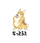 名犬きららとゆかいな仲間たち（個別スタンプ：5）