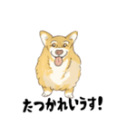 名犬きららとゆかいな仲間たち（個別スタンプ：12）