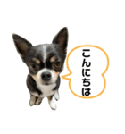 セキグチのきゅーちゃん③（個別スタンプ：1）