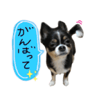 セキグチのきゅーちゃん③（個別スタンプ：19）