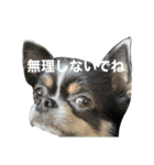 セキグチのきゅーちゃん③（個別スタンプ：26）