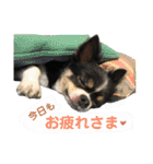 セキグチのきゅーちゃん③（個別スタンプ：33）