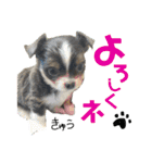 セキグチのきゅーちゃん③（個別スタンプ：37）