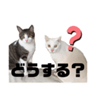 可愛いみーたんくーたんスタンプ（個別スタンプ：8）