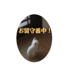 ふうたん＆ちゃたろう 2（個別スタンプ：2）