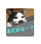 ふうたん＆ちゃたろう 2（個別スタンプ：3）