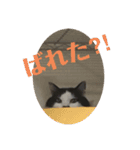 ふうたん＆ちゃたろう 2（個別スタンプ：4）