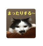 ふうたん＆ちゃたろう 2（個別スタンプ：5）