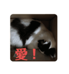ふうたん＆ちゃたろう 2（個別スタンプ：7）