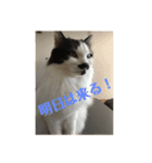 ふうたん＆ちゃたろう 2（個別スタンプ：8）
