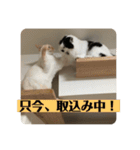 ふうたん＆ちゃたろう 2（個別スタンプ：9）