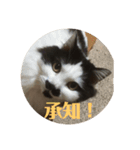 ふうたん＆ちゃたろう 2（個別スタンプ：11）