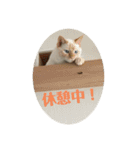 ふうたん＆ちゃたろう 2（個別スタンプ：12）