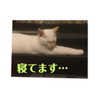 ふうたん＆ちゃたろう 2（個別スタンプ：14）