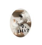 ふうたん＆ちゃたろう 2（個別スタンプ：15）