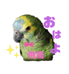 インコワンコでウッキウキ（個別スタンプ：1）