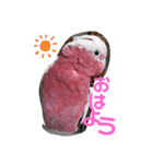 インコワンコでウッキウキ（個別スタンプ：2）