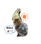 インコワンコでウッキウキ（個別スタンプ：3）